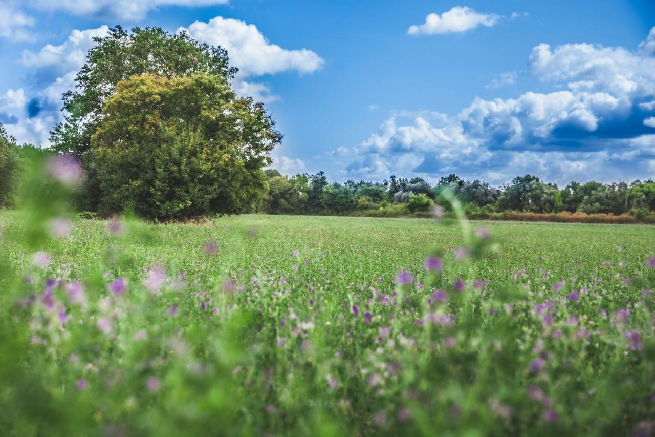 Thénioux Le Petit Nancay Bed & Breakfast エクステリア 写真